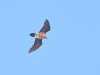 grande faune raquettes pyrenees gypaete